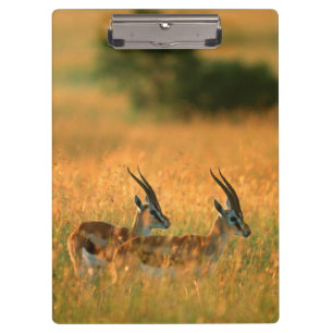 Thomson's Gazelle (Gazella Thomsonii) At Dawn Clipboard