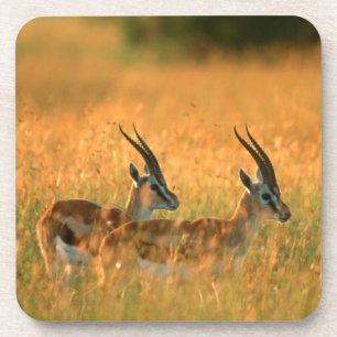 Thomson's Gazelle (Gazella Thomsonii) At Dawn Coaster