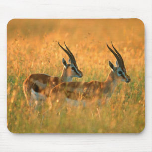 Thomson's Gazelle (Gazella Thomsonii) At Dawn Mouse Pad