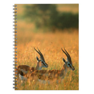 Thomson's Gazelle (Gazella Thomsonii) At Dawn Spiral Notebook