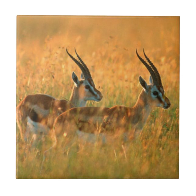 Thomson's Gazelle (Gazella Thomsonii) At Dawn Tile (Front)