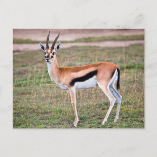 Thomson's Gazelle Postcard