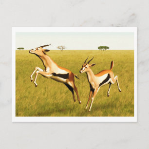 Thomson's Gazelle Postcard