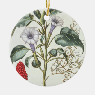 Thorn Apple, from the 'Hortus Eystettensis' by Bas Ceramic Tree Decoration