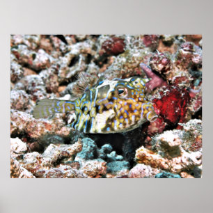 Thornback Cowfish Poster