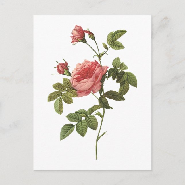 thornless rose(Rosa inermis) by Redouté Postcard (Front)
