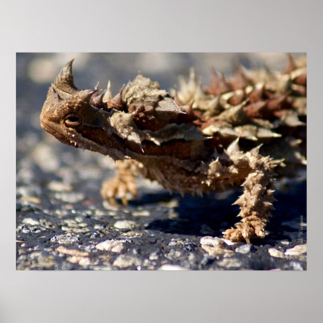 Thorny Devil Lizard Outback Australia, up to 24x18 Poster (Front)