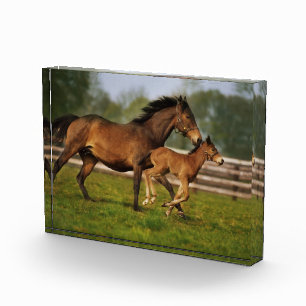 Thoroughbred Chestnut Mare & Foal Photo Block