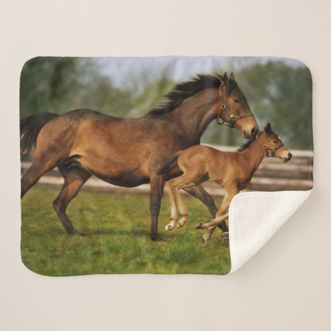 Thoroughbred Chestnut Mare & Foal Sherpa Blanket (Front (Horizontal))