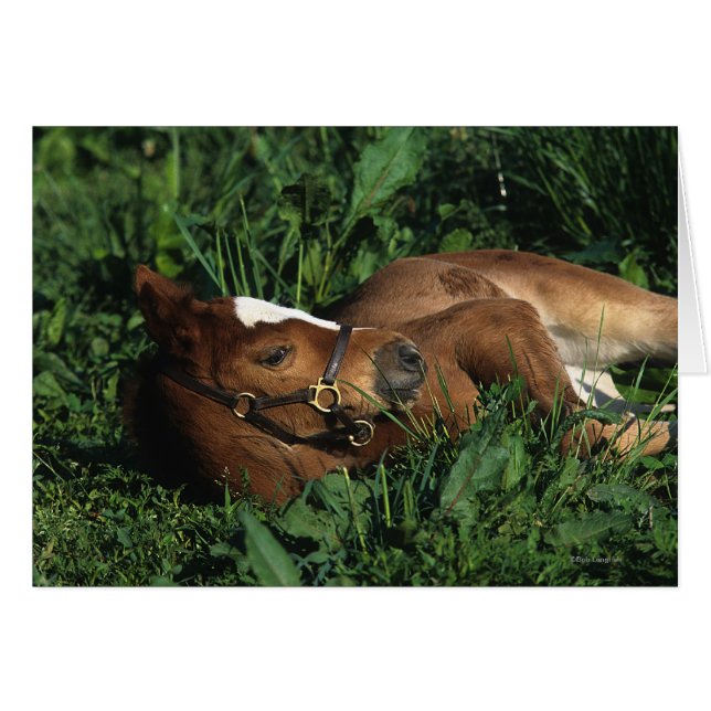 Thoroughbred Foal Lying Down (Front Horizontal)
