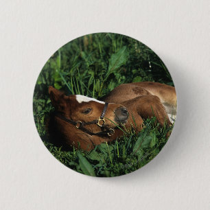 Thoroughbred Foal Lying Down 6 Cm Round Badge
