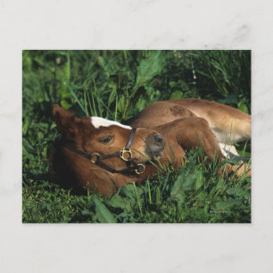Thoroughbred Foal Lying Down Postcard