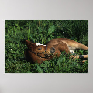 Thoroughbred Foal Lying Down Poster