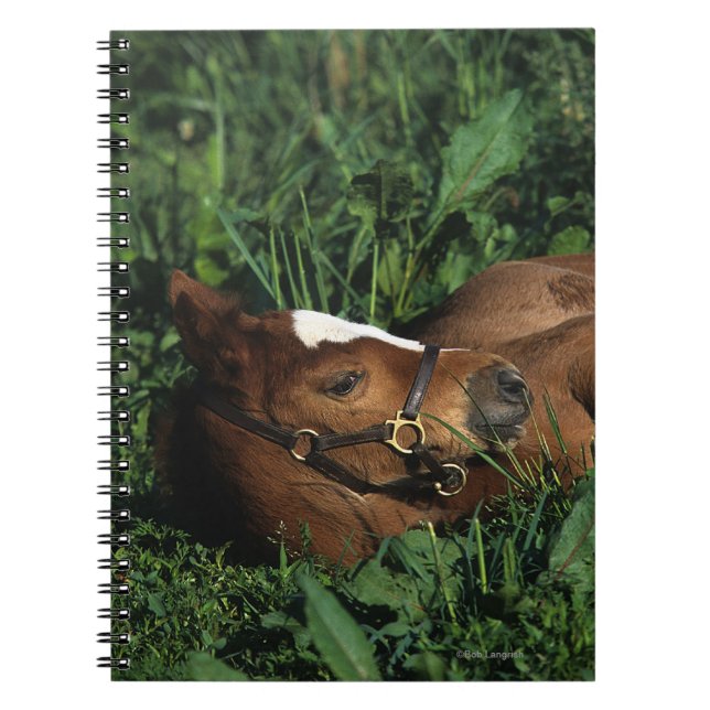 Thoroughbred Foal Lying Down Spiral Notebook (Front)
