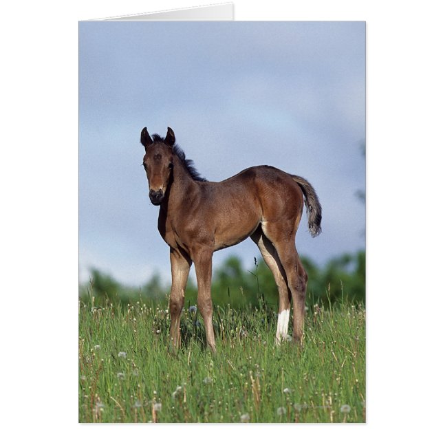Thoroughbred Foal Standing in the Grass (Front)
