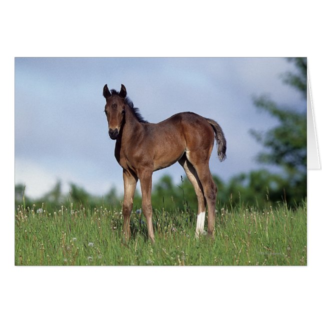 Thoroughbred Foal Standing in the Grass (Front Horizontal)