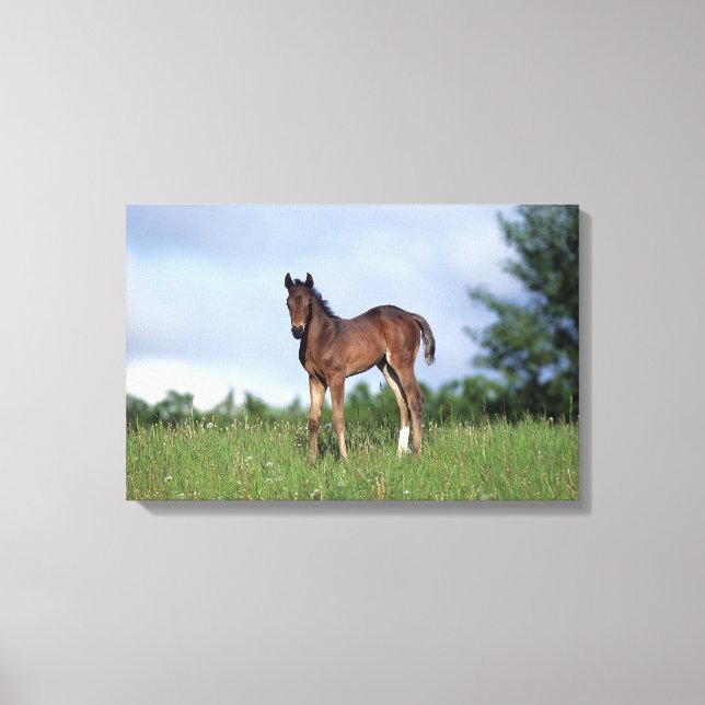 Thoroughbred Foal Standing in the Grass Canvas Print (Front)