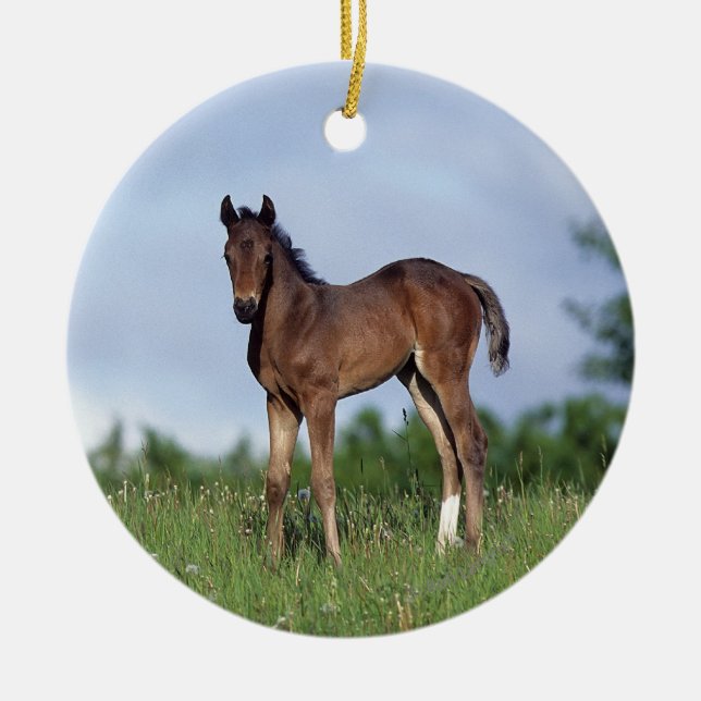 Thoroughbred Foal Standing in the Grass Ceramic Tree Decoration (Front)