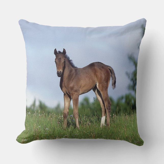 Thoroughbred Foal Standing in the Grass Cushion (Front)