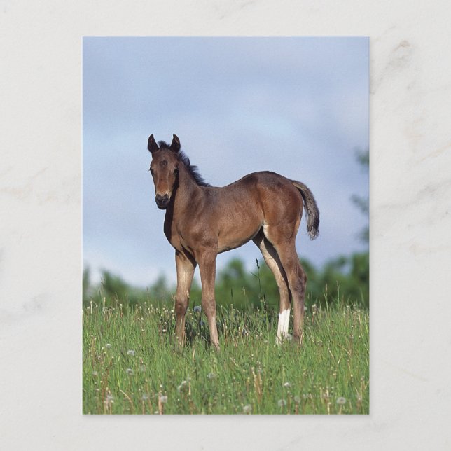 Thoroughbred Foal Standing in the Grass Postcard (Front)