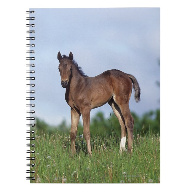 Thoroughbred Foal Standing in the Grass Spiral Notebook (Front)