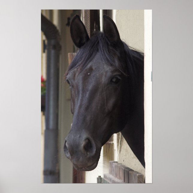 Thoroughbred Friesian Horse Poster (Front)
