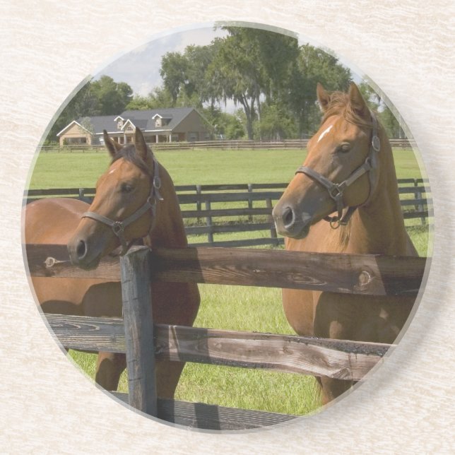 Thoroughbred horse farm in Marion County, Coaster (Front)