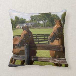 Thoroughbred horse farm in Marion County, Cushion