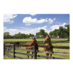 Thoroughbred horse farm in Marion County, Photo Print