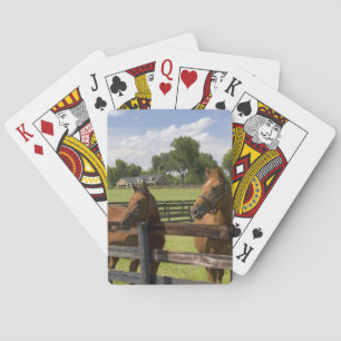 Thoroughbred horse farm in Marion County, Playing Cards