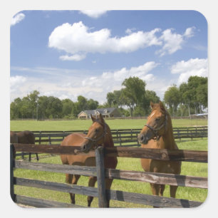 Thoroughbred horse farm in Marion County, Square Sticker