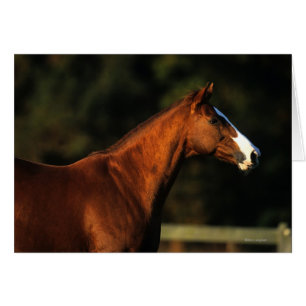 Thoroughbred Horse Headshot