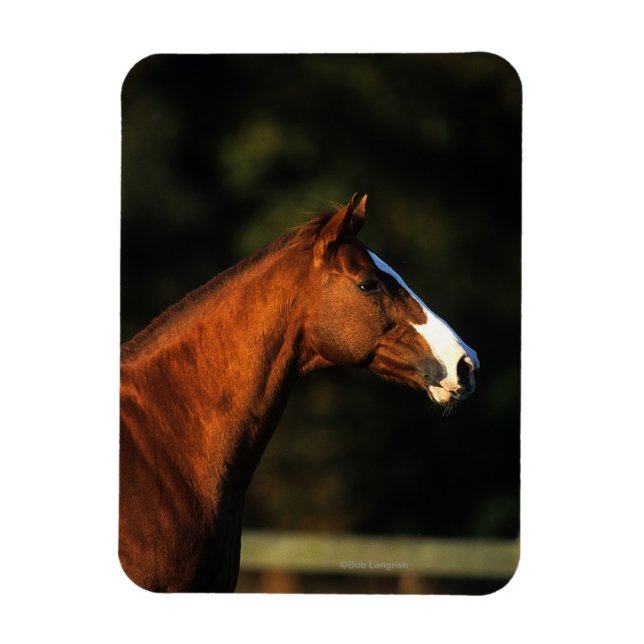 Thoroughbred Horse Headshot Magnet (Vertical)