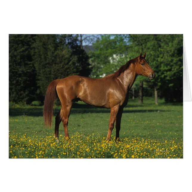 Thoroughbred Horse in Flowers (Front Horizontal)