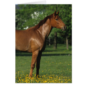 Thoroughbred Horse in Flowers