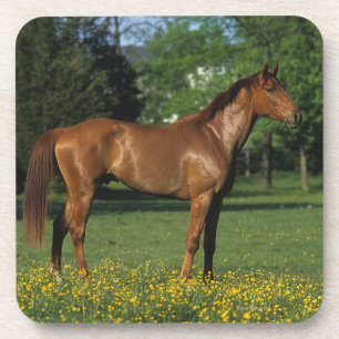 Thoroughbred Horse in Flowers Coaster