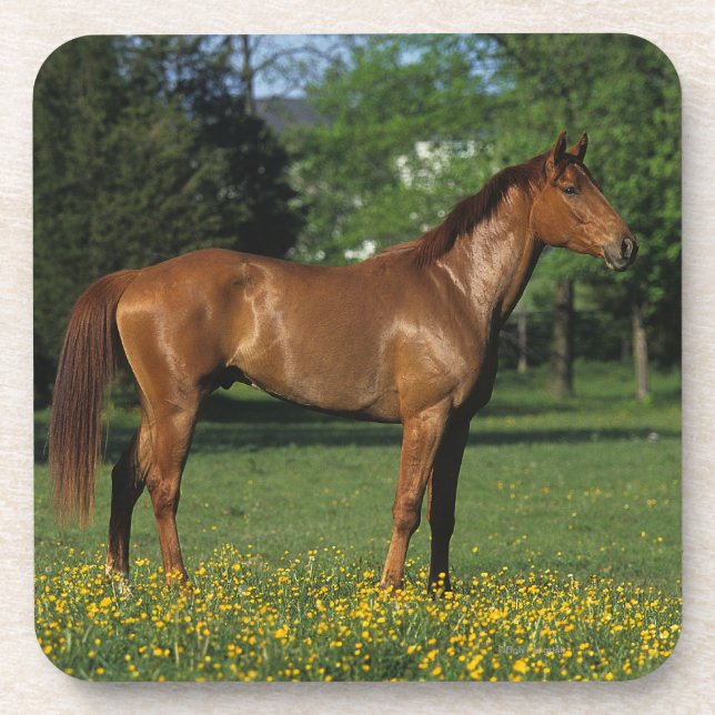 Thoroughbred Horse in Flowers Coaster (Front)