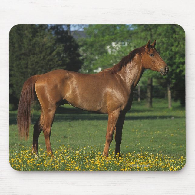 Thoroughbred Horse in Flowers Mouse Pad (Front)