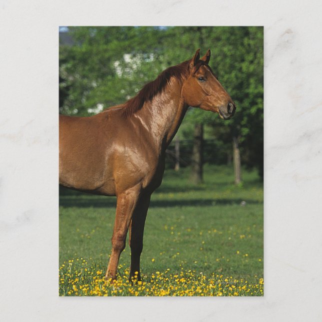 Thoroughbred Horse in Flowers Postcard (Front)