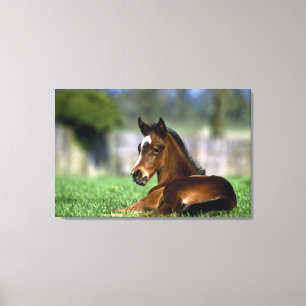 Thoroughbred Horse, Ireland Canvas Print