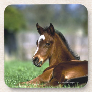 Thoroughbred Horse, Ireland Coaster