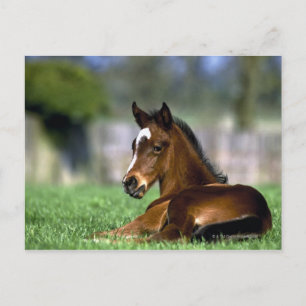 Thoroughbred Horse Ireland Postcard