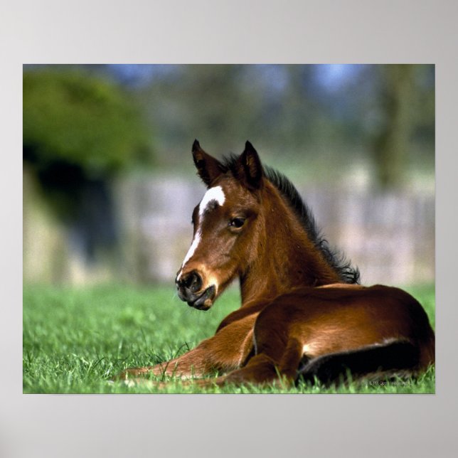 Thoroughbred Horse, Ireland Poster (Front)