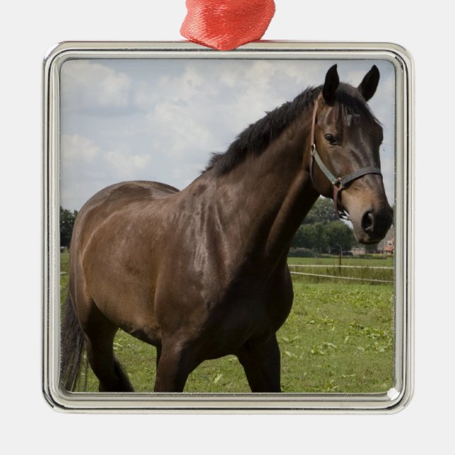 Thoroughbred Horse Ornament (Front)