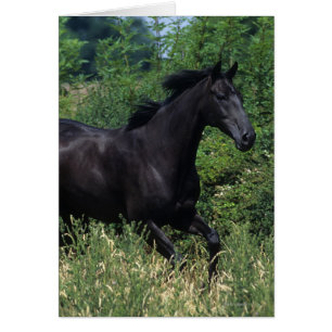 Thoroughbred Horse Running in Grass