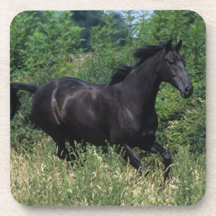 Thoroughbred Horse Running in Grass Coaster