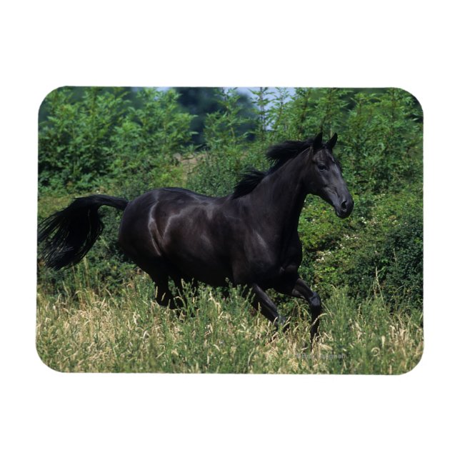 Thoroughbred Horse Running in Grass Magnet (Horizontal)
