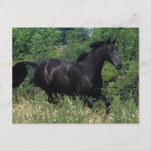 Thoroughbred Horse Running in Grass Postcard