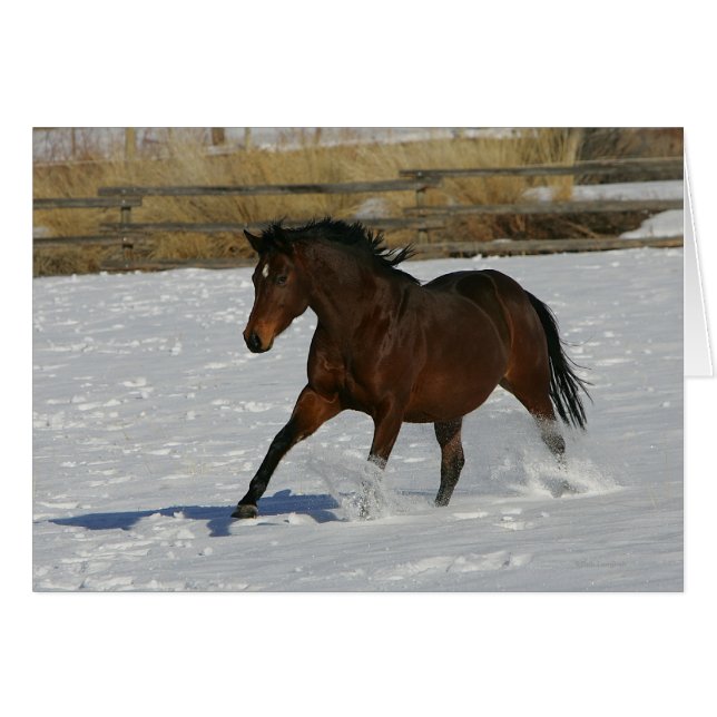 Thoroughbred Horse Running in the Snow (Front Horizontal)