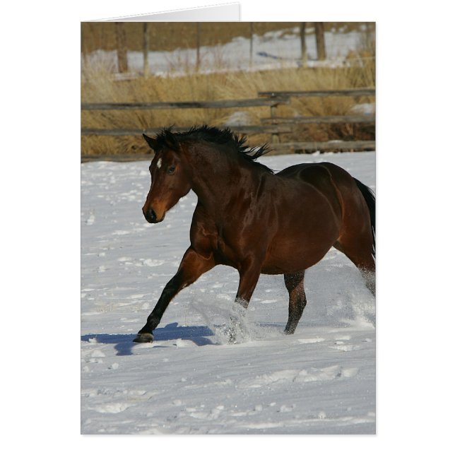 Thoroughbred Horse Running in the Snow (Front)